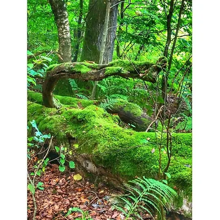 Classy In * Bad Sachsa