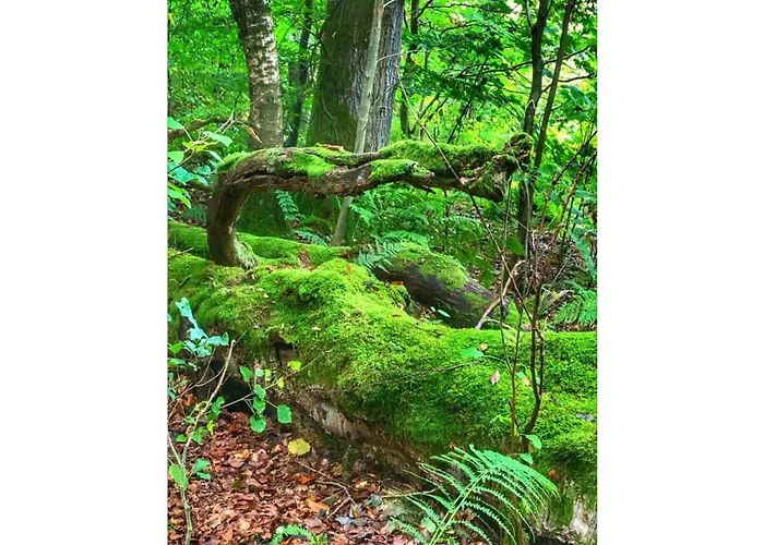 Classy In * Bad Sachsa